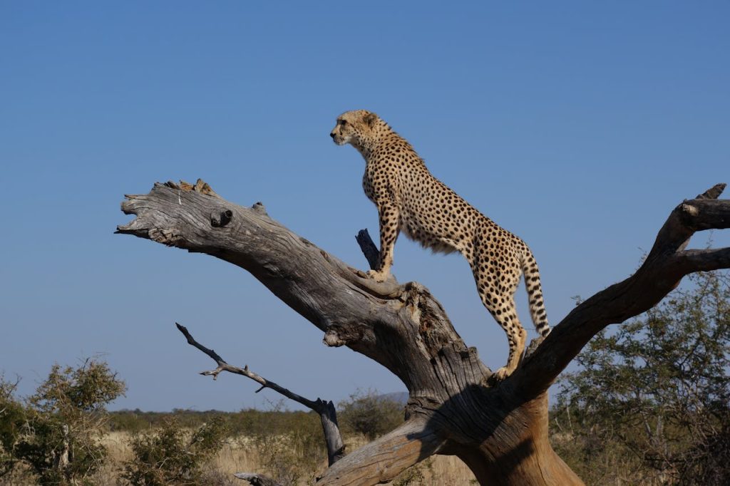 guepard-au-sommet-d-une-branche-d-arbre-brune