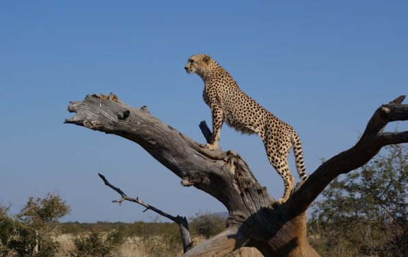 guepard-au-sommet-d-une-branche-d-arbre-brune