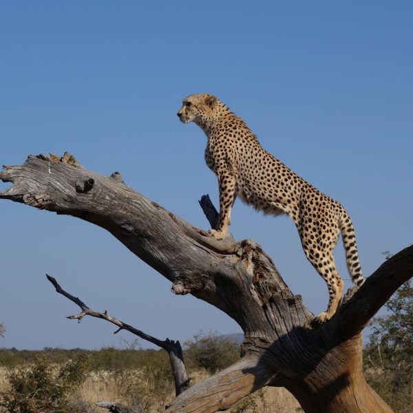 guepard-au-sommet-d-une-branche-d-arbre-brune