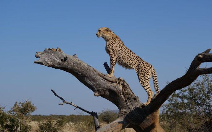 guepard-au-sommet-d-une-branche-d-arbre-brune