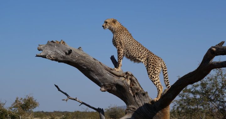 guepard-au-sommet-d-une-branche-d-arbre-brune