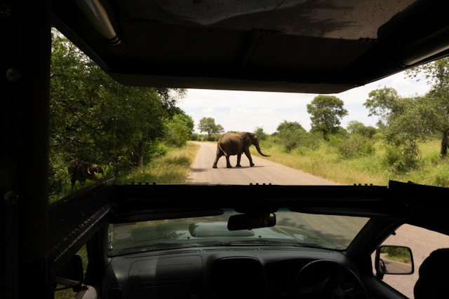 un-elephant-traversant-la-route-devant-une-voiture